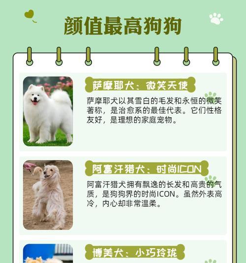 养萨摩耶的注意事项有哪些？如何正确照顾萨摩耶？  第2张