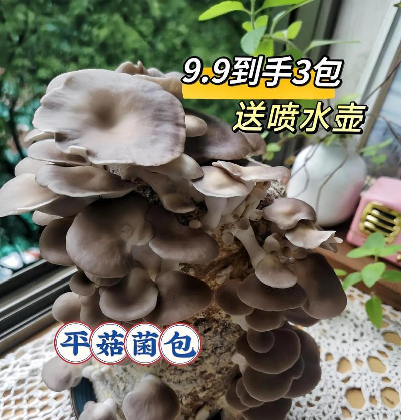 室内种菌菇的养殖技巧有哪些？如何解决常见问题？  第1张