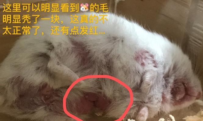 仓鼠掉毛是什么原因？如何解决？  第1张