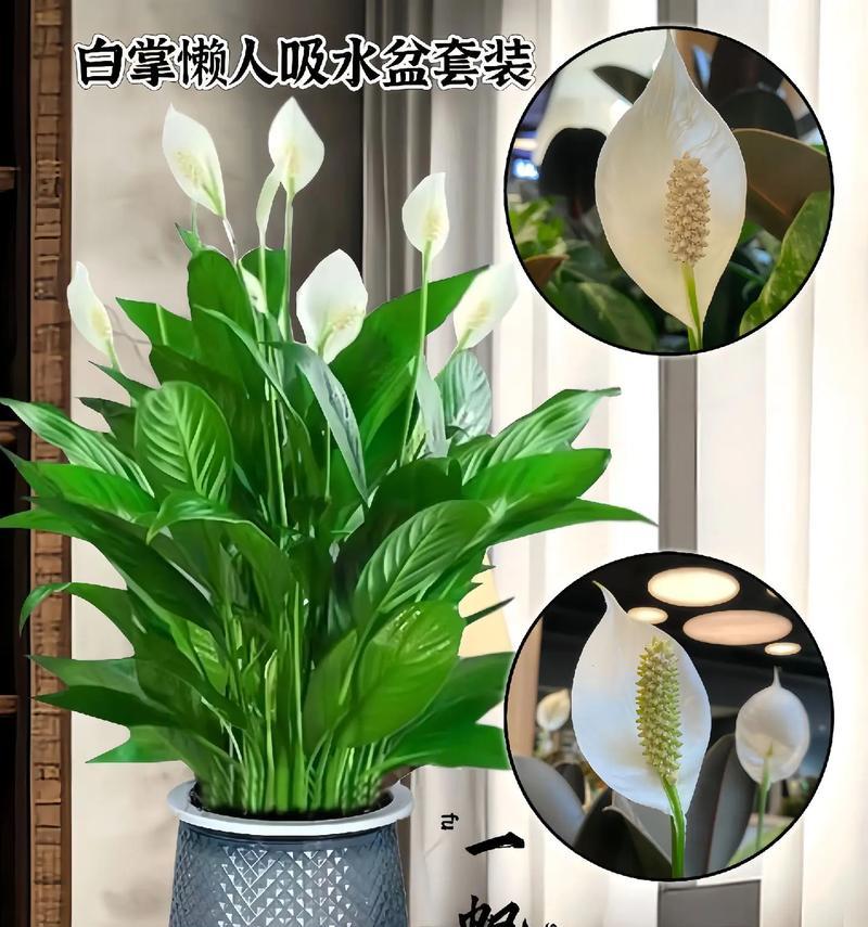 一帆风顺植物怎么养？养殖过程中常见问题有哪些？  第1张