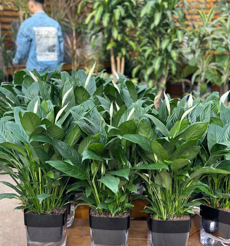 一帆风顺植物怎么养？养殖过程中常见问题有哪些？  第2张