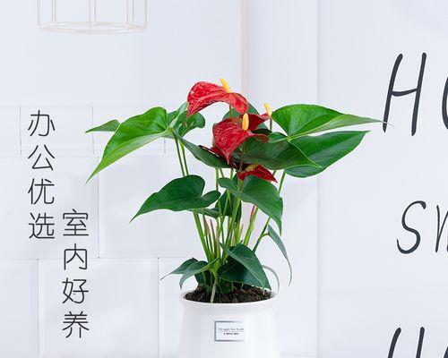 一帆风顺植物怎么养？养殖过程中常见问题有哪些？  第3张