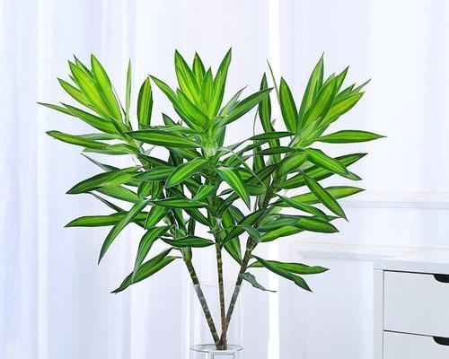 最适合室内水养的植物有哪些？如何照料它们？  第1张