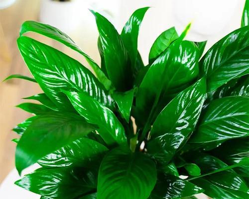 最适合室内水养的植物有哪些？如何照料它们？  第3张