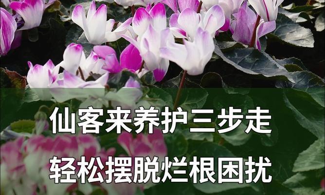 仙客来养护需要注意哪些事项？如何正确进行日常照料？  第2张