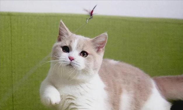 常见的6种猫咪种类有哪些？它们各自的特点是什么？  第1张