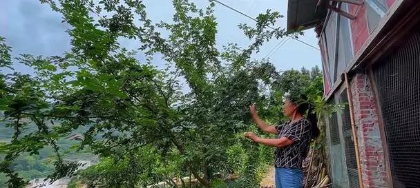 自制花椒油的方法分享？如何在家轻松制作？  第1张
