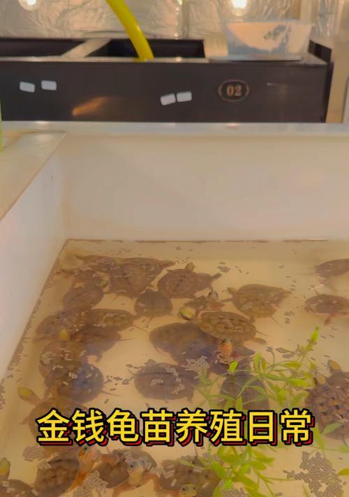 养金钱龟需要注意什么事情？如何正确饲养金钱龟？  第2张