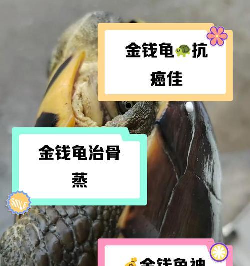 养金钱龟需要注意什么事情？如何正确饲养金钱龟？  第3张