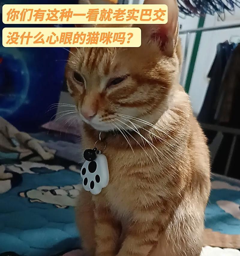 如何让猫咪变得更加乖巧？分享有效的方法和技巧！  第1张