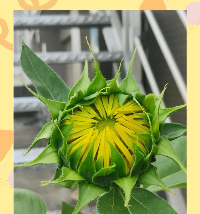 太阳花如何生长？从播种到开花需要多长时间？  第1张