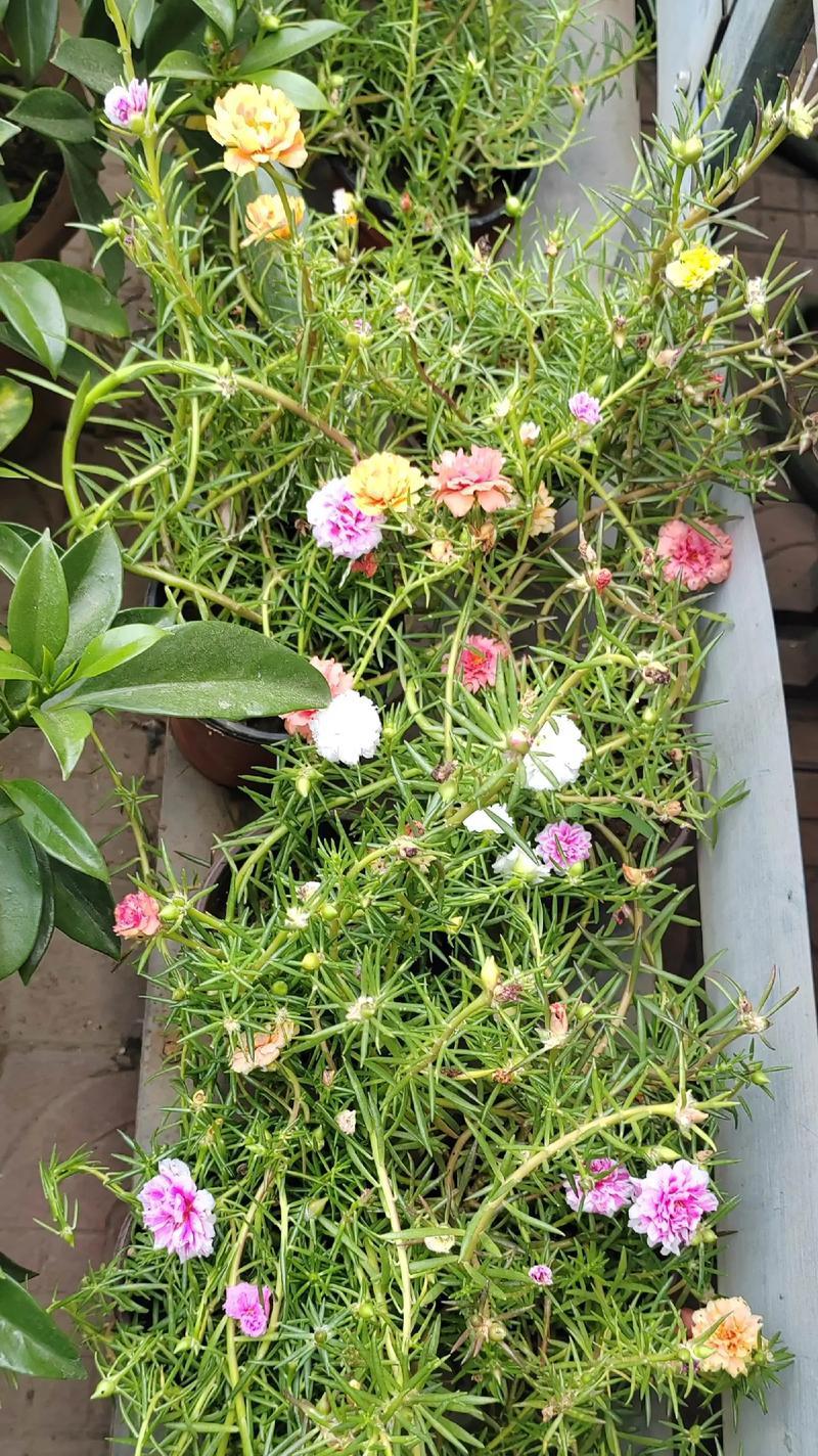 太阳花如何生长？从播种到开花需要多长时间？  第3张