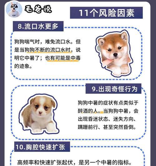 狗狗中暑了怎么办？正确处理方法有哪些？  第1张