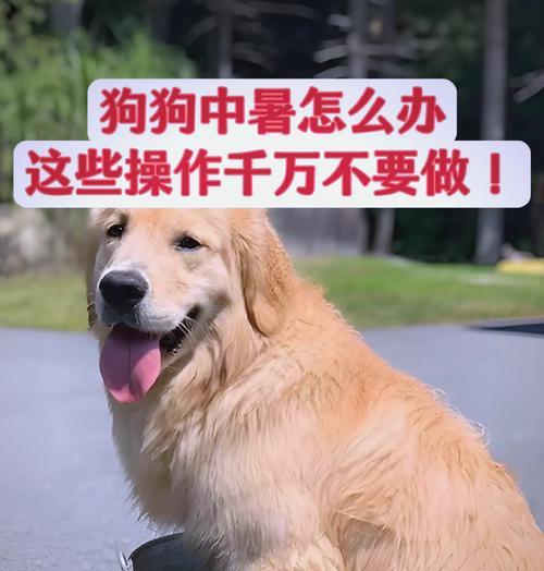 狗狗中暑了怎么办？正确处理方法有哪些？  第3张