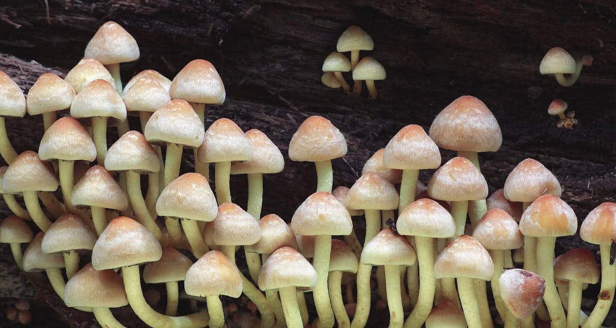 适合农村的致富项目有哪些？如何选择合适的农村创业项目？  第3张
