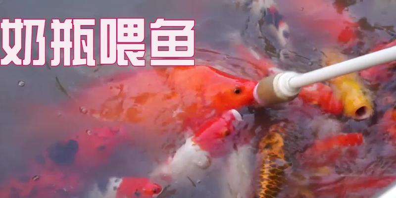 锦鲤喂食的正确方法是什么？如何避免常见喂食错误？  第2张