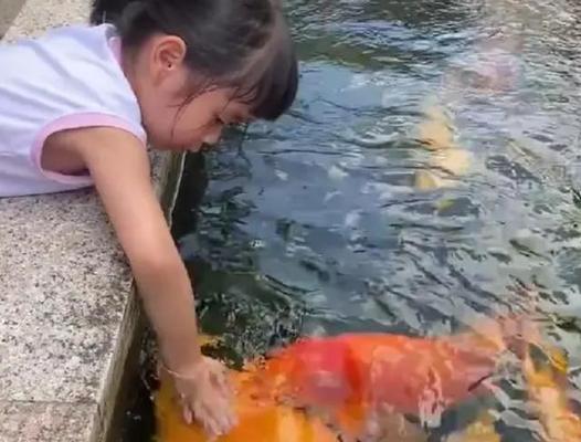 锦鲤喂食的正确方法是什么？如何避免常见喂食错误？  第3张
