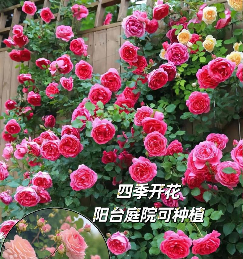 月季和蔷薇有什么区别？如何区分它们的特征？  第3张