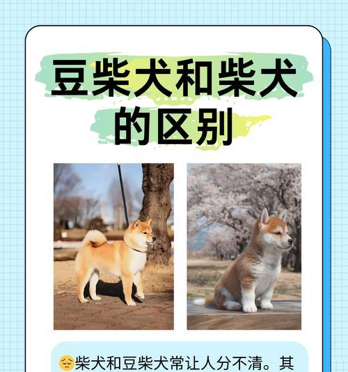 日本柴犬和秋田犬有哪些不同之处？如何区分它们？  第2张