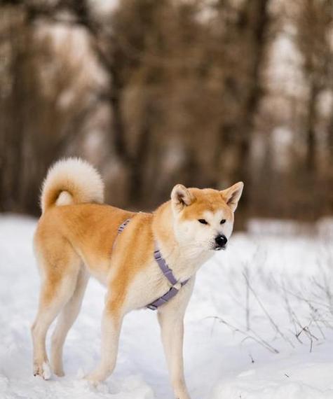日本柴犬和秋田犬有哪些不同之处？如何区分它们？  第3张