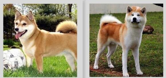 日本柴犬和秋田犬有哪些不同之处？如何区分它们？  第1张