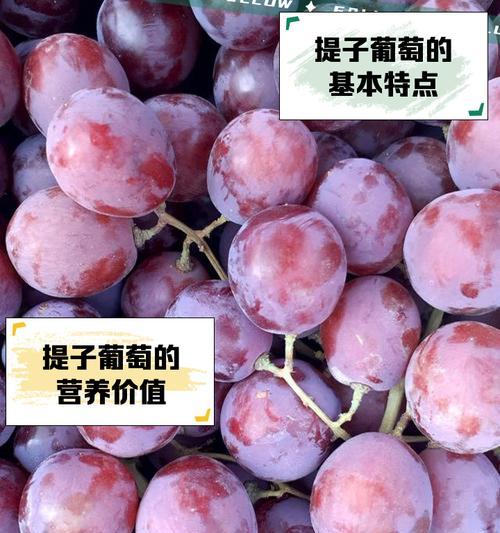葡萄和提子有什么区别？如何区分它们？  第3张