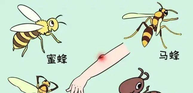 被蜜蜂蛰伤了怎么办？急救秘籍告诉你正确处理方法  第2张