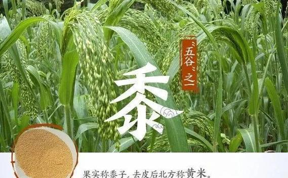 五谷杂粮是什么意思？五谷杂粮的真正含义是什么？  第2张