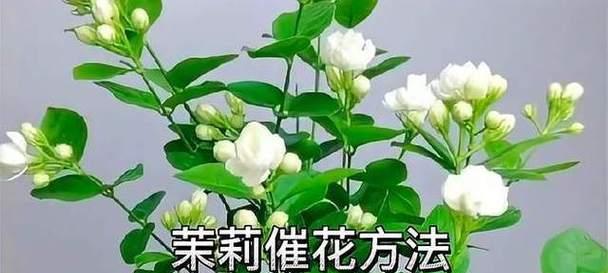 如何正确分享茉莉花养植方法？养植过程中常见问题有哪些？  第3张