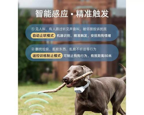 宠物狗训练技巧大全：如何训练狗狗听话？常见问题有哪些？  第1张
