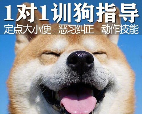 宠物狗训练技巧大全：如何训练狗狗听话？常见问题有哪些？  第3张
