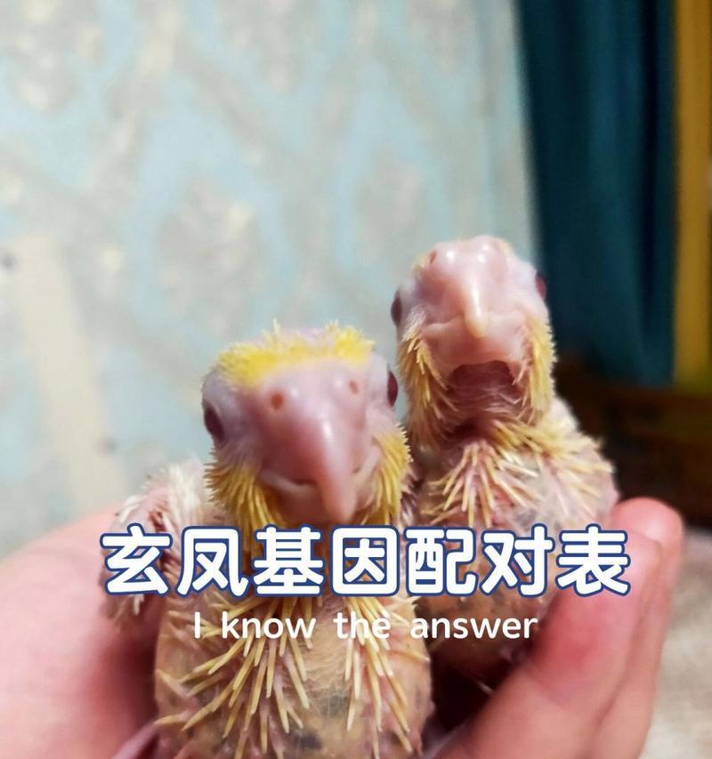 如何轻松辨别鹦鹉的性别？最简单的方法是什么？  第3张