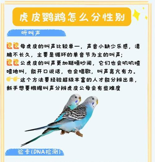 如何轻松辨别鹦鹉的性别？最简单的方法是什么？  第2张