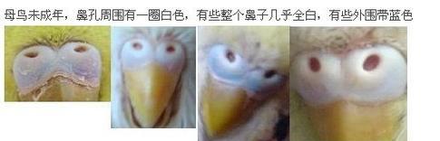 如何轻松辨别鹦鹉的性别？最简单的方法是什么？  第1张