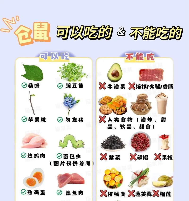 新手养小仓鼠需要注意什么？如何正确照顾小仓鼠？  第1张