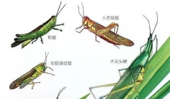 古人不吃蝗虫的原因是什么？蝗虫在古代为何不被食用？  第3张