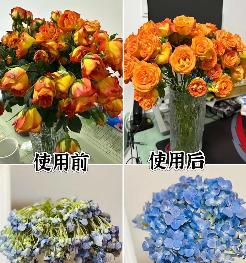 如何让玫瑰花保持新鲜更久？有效延长花期的秘诀是什么？  第3张